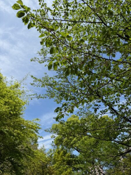 新学期になりましたのアイキャッチ画像