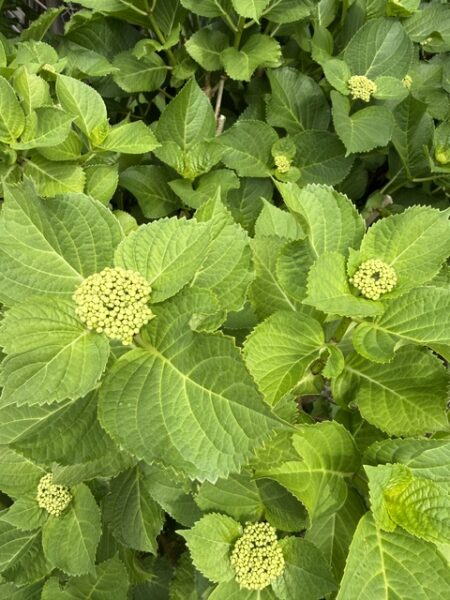 紫陽花のアイキャッチ画像